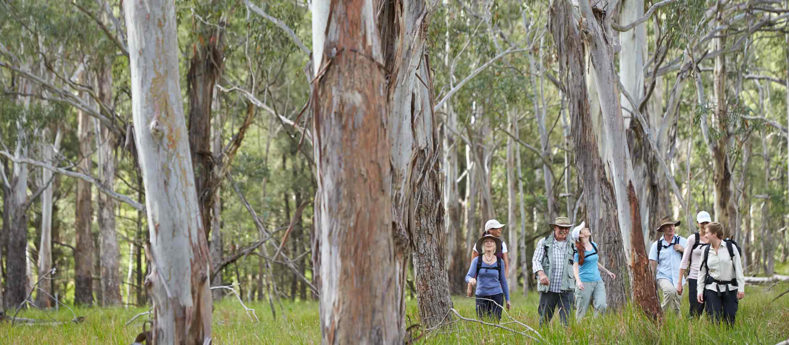 Scenic Rim Trail
