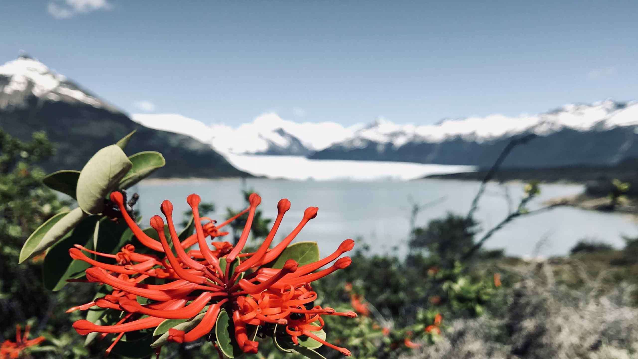 Patagonia Fitz Roy, Perito Moreno Glacier & Torres del Paine 10D9N, Private Guided