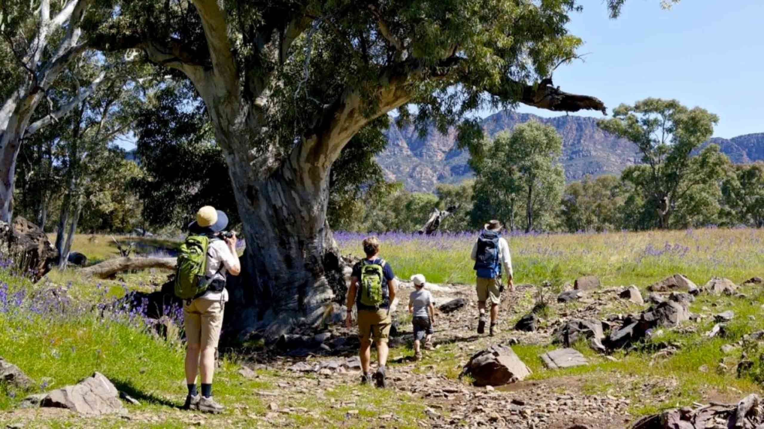 Flinders Ranges Arkaba Outback Family Walk 4D3N, Fully Guided