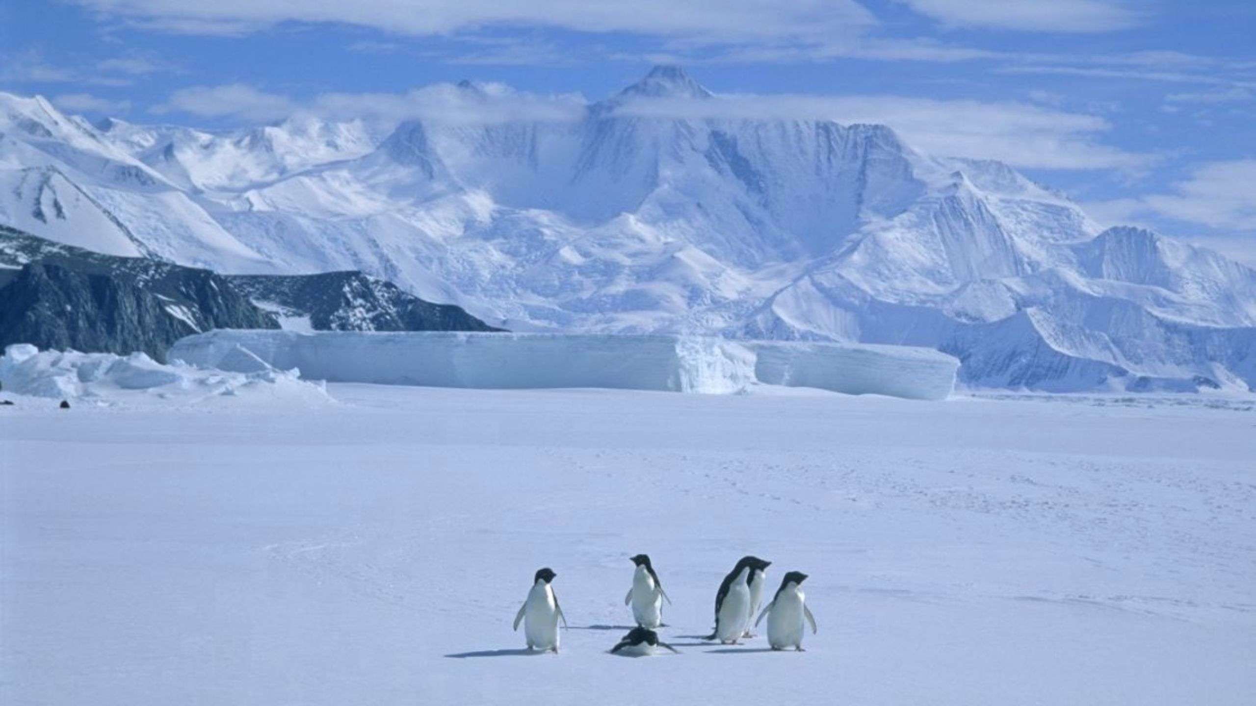 Falklands, South Georgia & Antarctic Peninsula 21D20N 