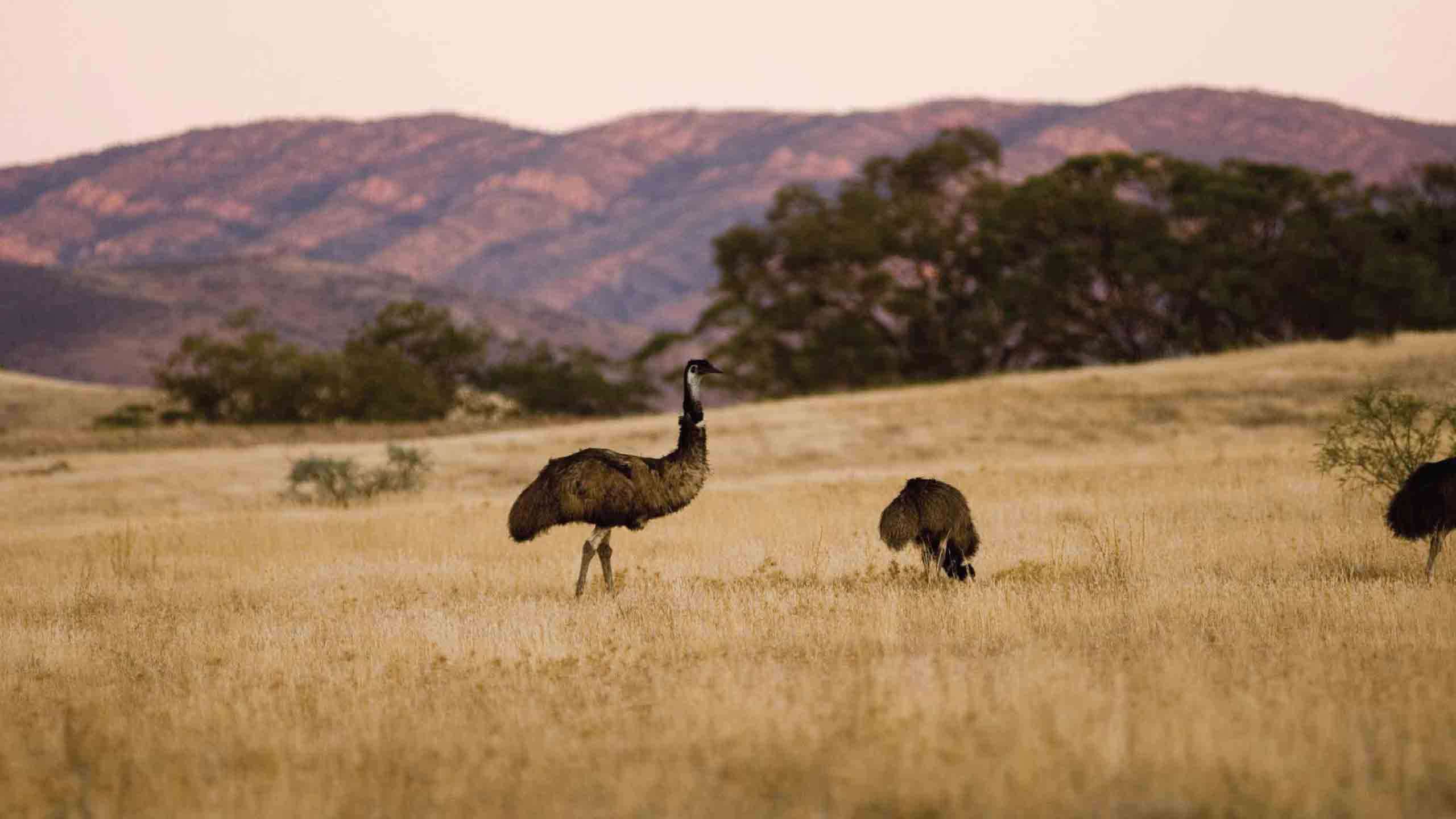 Flinders Ranges Outback to Kangaroo Island Explorer 5D4N, Fully Guided