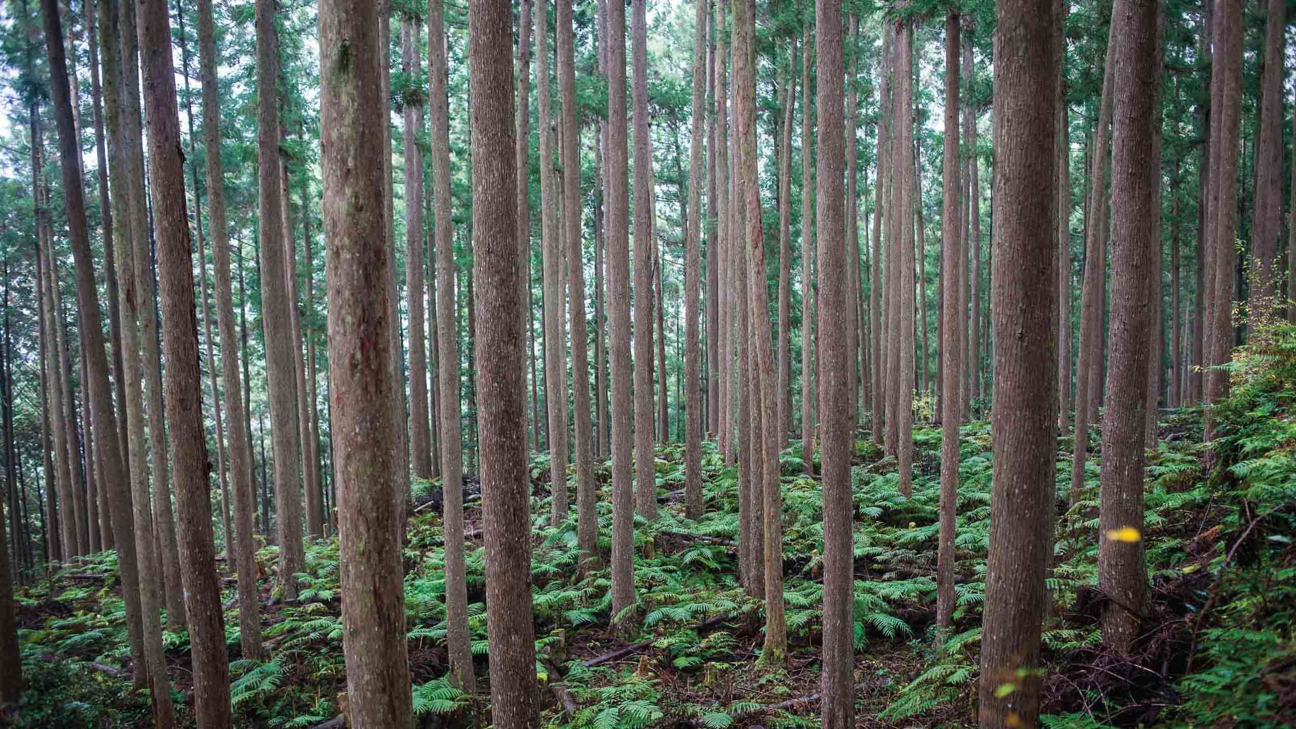 Kumano Kodo Grand Traverse Mountain to Sea 6D5N (Inc. Kogumotori-goe & Ogumotori-goe), Self Guided