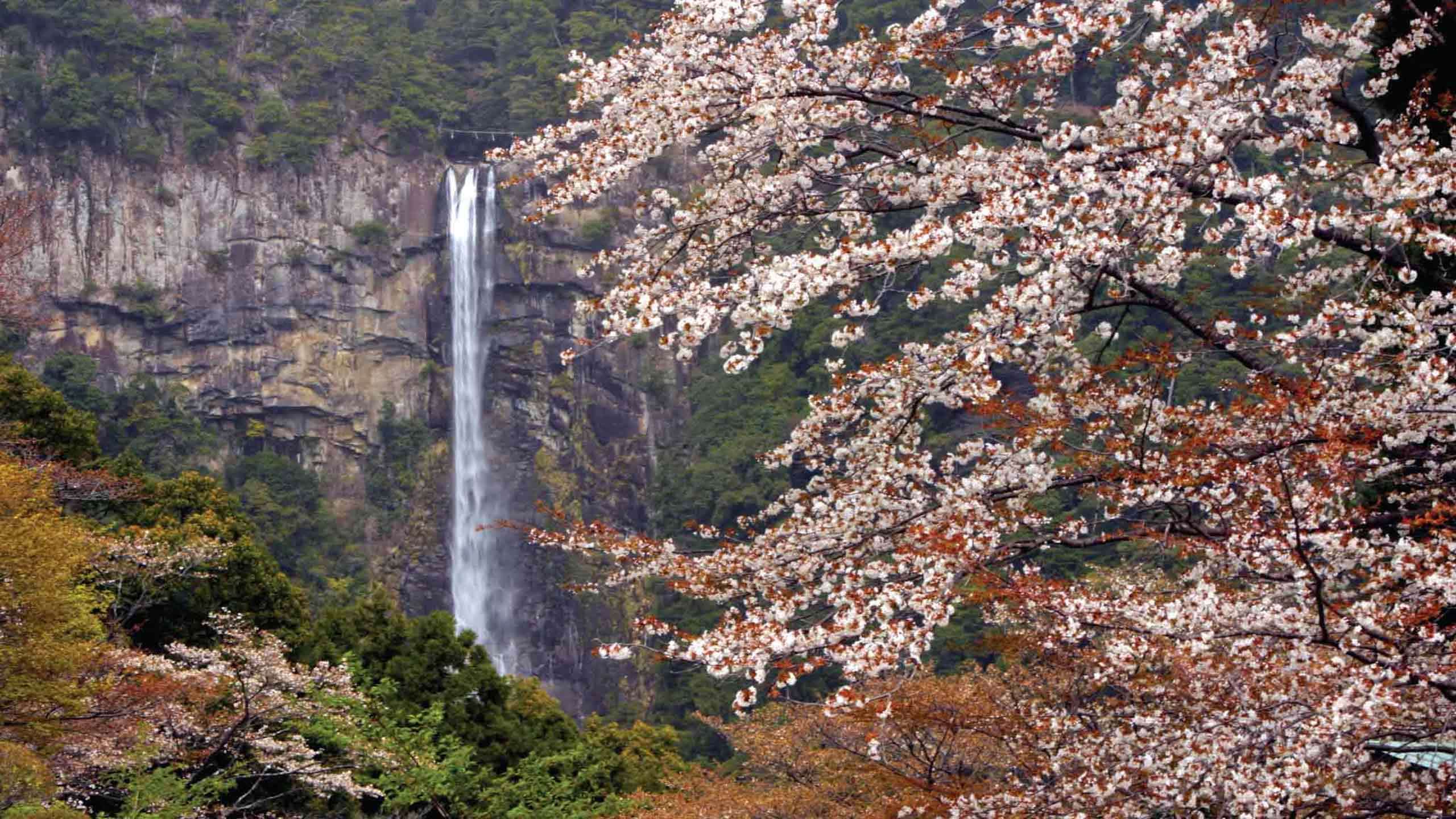 Luxury Kumano Kodo Mountain to Sea & Ama Divers 9D8N, Fully Guided