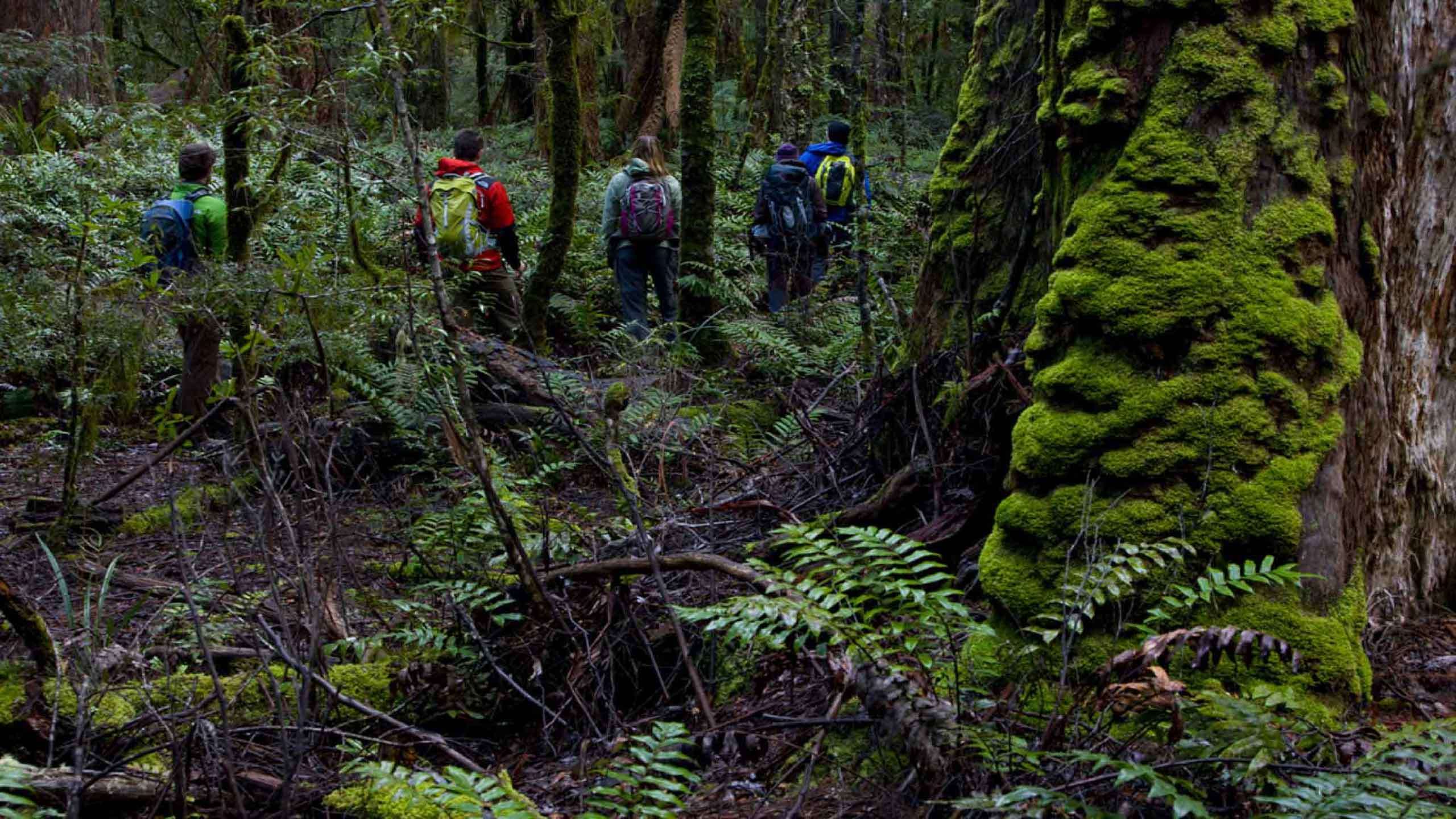 Tasmania Tarkine Wilderness Walk 3D2N, Fully Guided