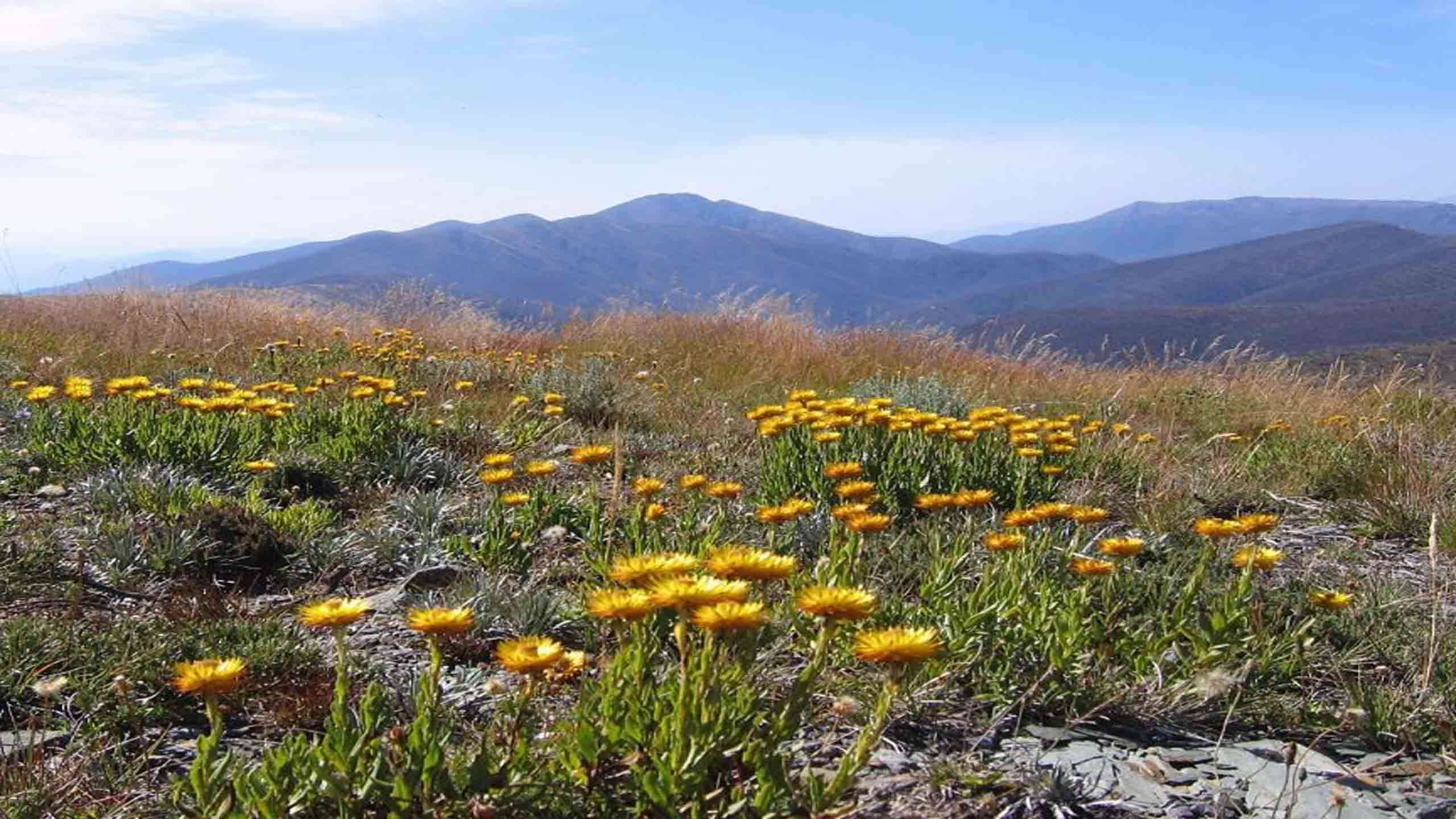 Victorian Alps High Country Walk 4D3N, Fully Guided