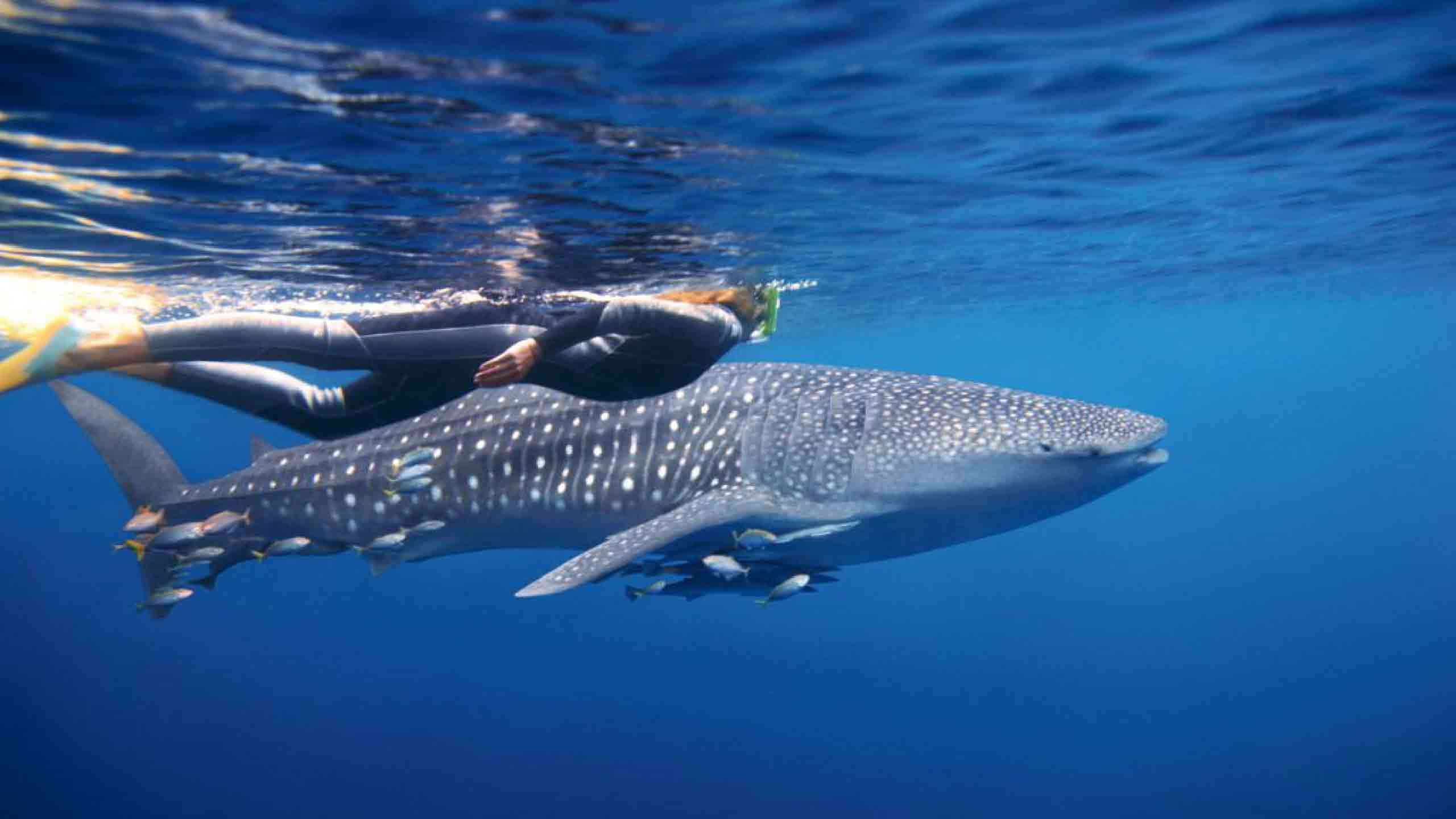 The Whale Sharks of Cenderawasih Bay 7D7N