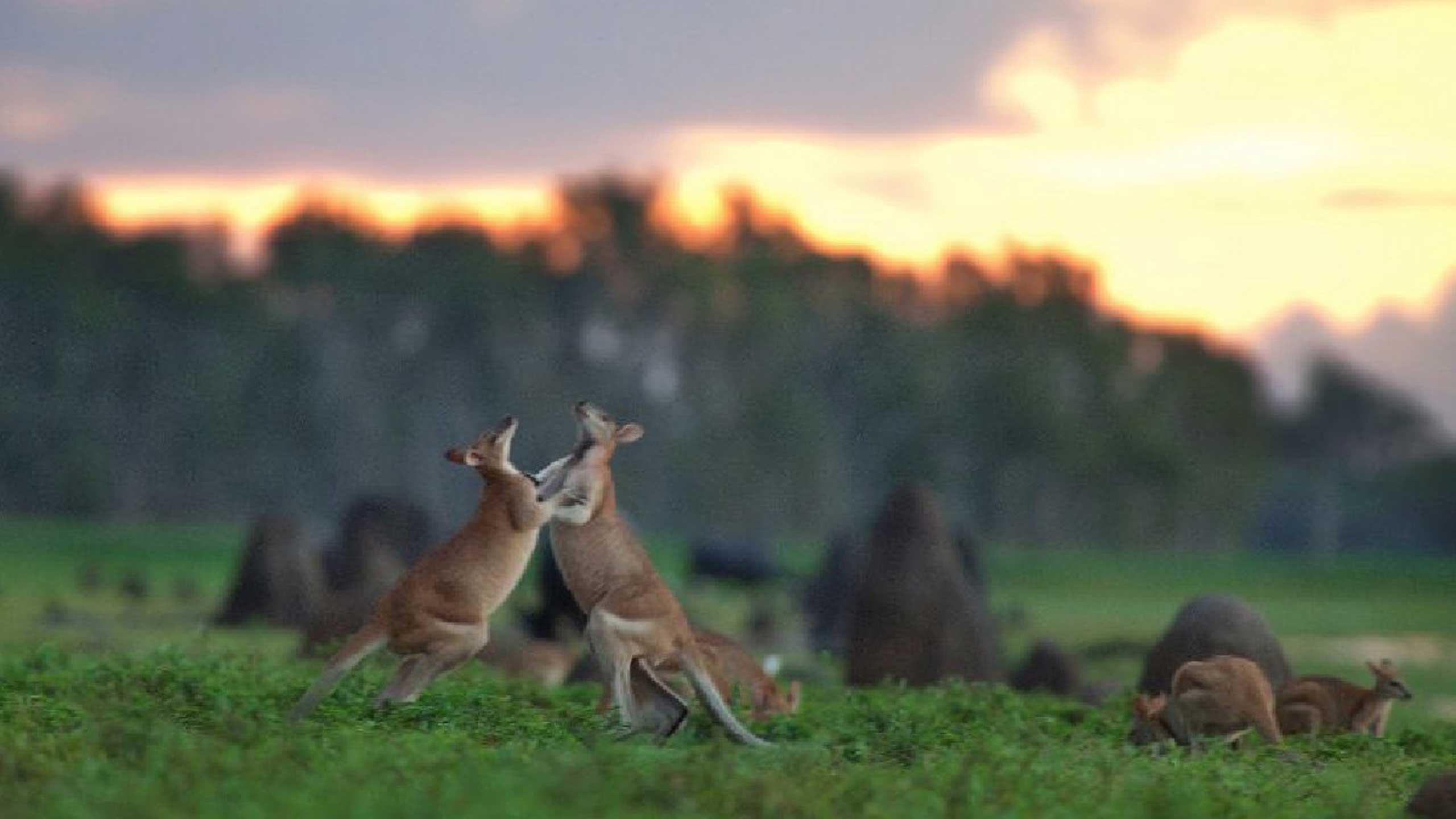BamurruPlains-kangaroos-