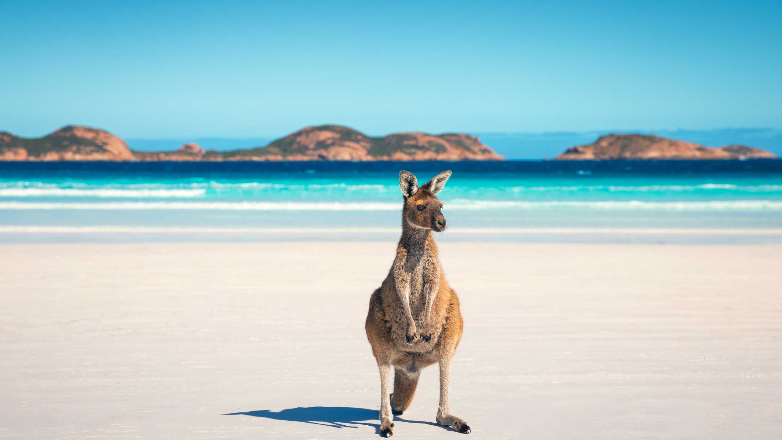 australia-kangaroo-western-australia-tourism-australia