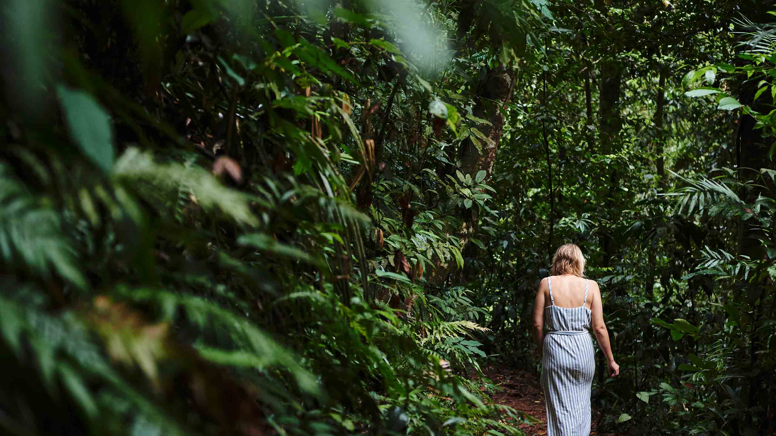 daintree-ecolodge-queelsand-accommodation-walking-among-the-rainforest
