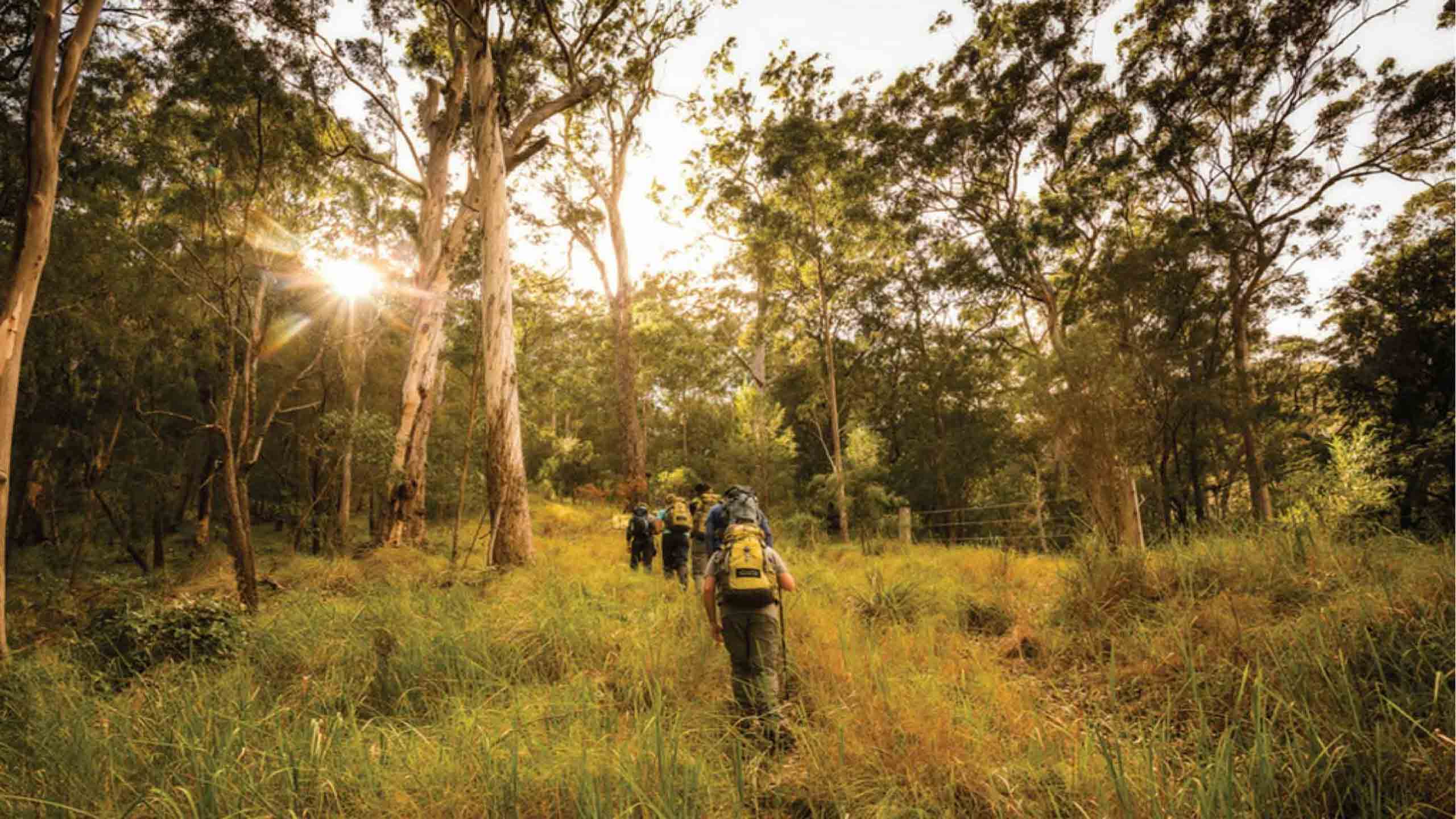 scenic-rim-trail-walk-mt-mitchell-queensland-overnight-queensland