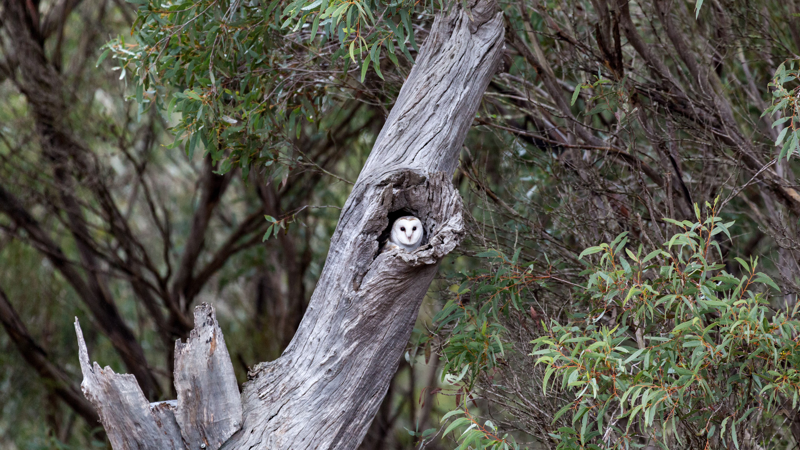 kangaroo-island-owl-wildlife