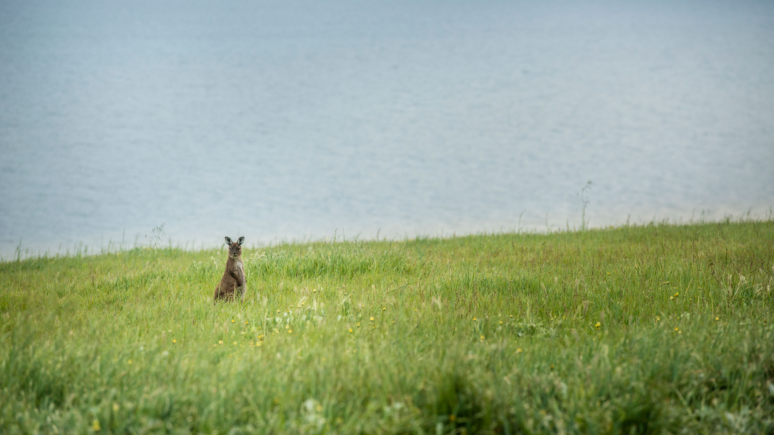 ocean-view-eco-villas-kangaroo-island-kangaroo