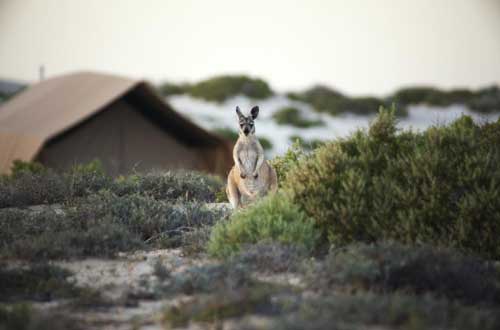 sal-salis-nigaloo-reef-kangaroo-at-camp