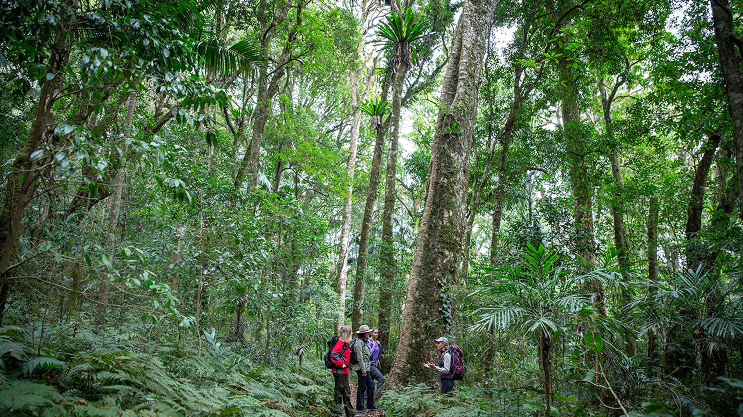 Scenic-Rim-Trail-walking