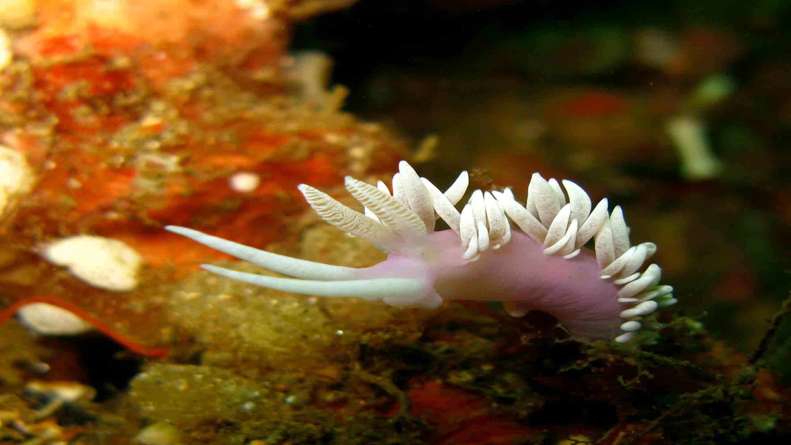 fiordland-jewel-milford-sound-new-zealand-ROV-footage