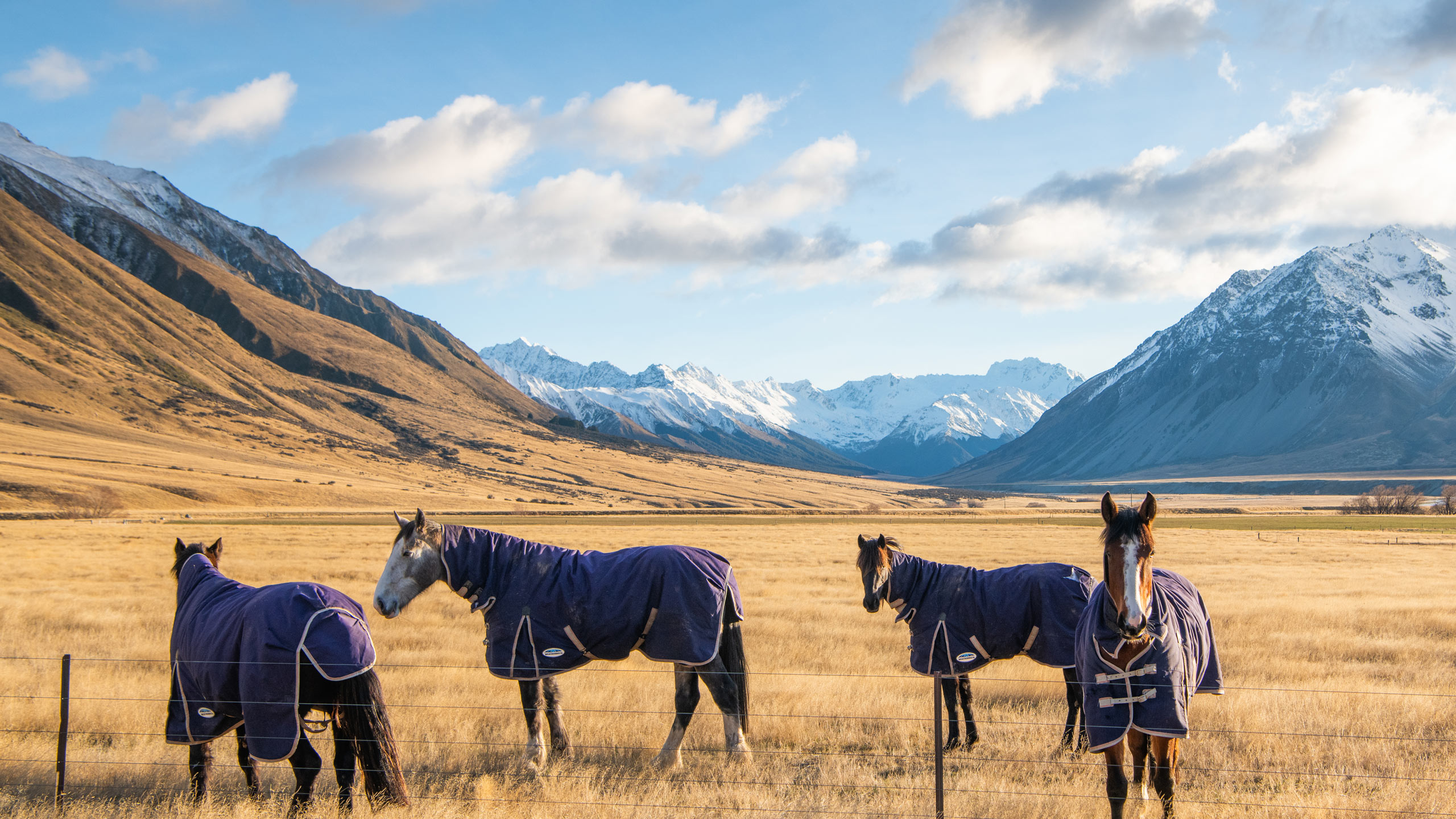 the-lindis-ahuriri-wanaka-new-zealand-horses-in-paddock