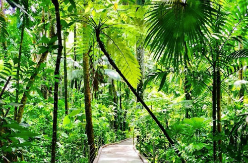 Daintree-Tour-Boardwalk