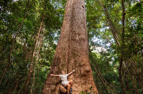 queesnland-australia-fraser-island-tree-valley-of-the-giants