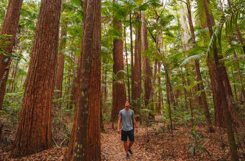 queesnland-australia-fraser-island-walking-pile-valley