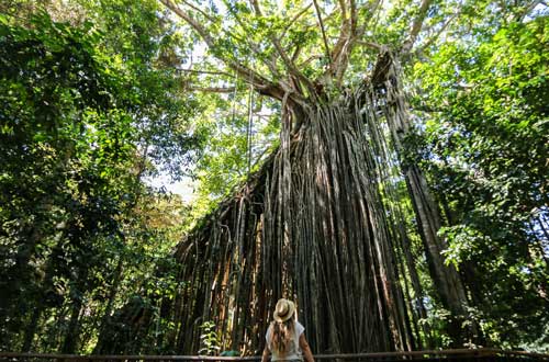 curtain-fig-tree-queensland-australia