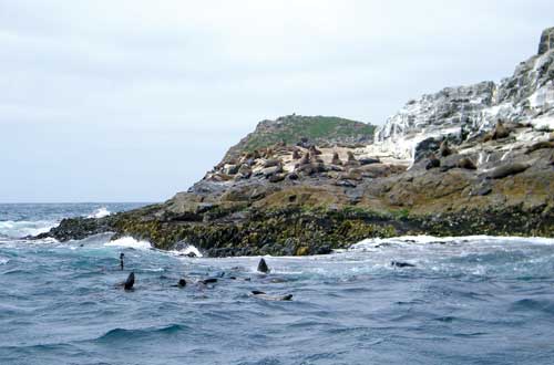 bruny-island-cruises-tasmania-australia-coast