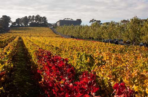 moorilla-winery-vineyards-tasmania-australia