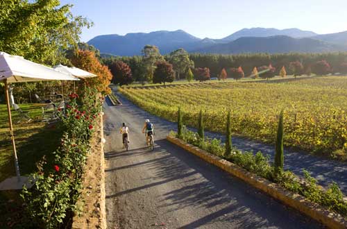 boyntons-feathertop-winery-high-country-victoria-cycling-past-vineyards