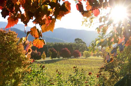 boyntons-feathertop-winery-high-country-victoria-sunset-view-of-fields