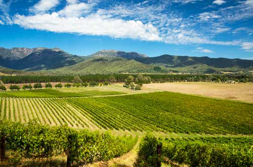 boyntons-feathertop-winery-high-country-victoria-views-of-vineyard