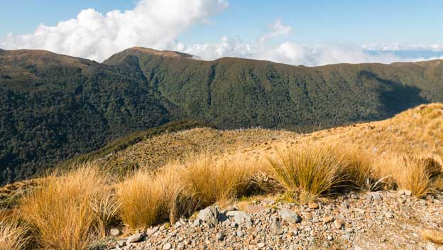 paparoa-track-new-zealand