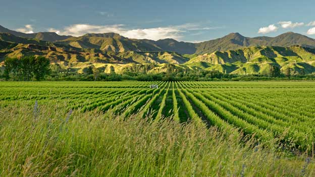 marlborough-wine-region-new-zealand