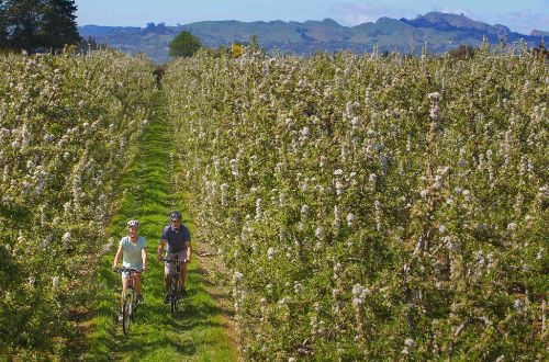 hawkes-bay-trails-cycling-orchard