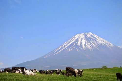 japan-tour-mt-fuji-five-lakes-luxury-cycling-farm-along-the-trail