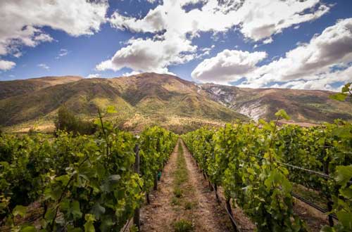 Gibbston-Valley-Lodge-Spa-Vineyard