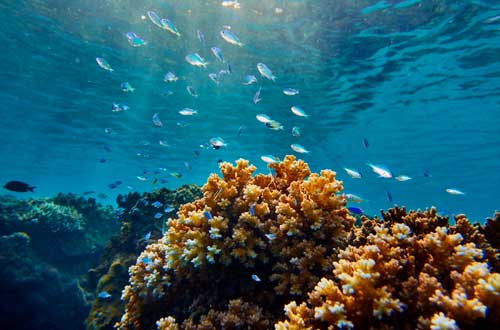 coral-fish-kokomo-private-island-fiji
