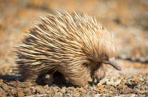 south-australia-kangaroo-seal-bay-conservation-park-echidna