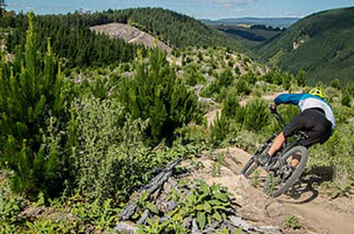 redwood-forest-cycling-new-zealand