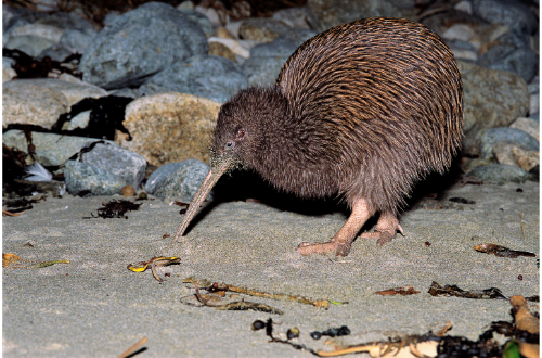new-zealand-south-coast-stewart-island-kiwi-bird-wildlife