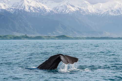 kaikoura-ranges-whale-watching-new-zealand-cruise-south-island