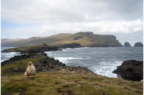 subantartic-islands-south-coast-seals-wildlife-new-zealand