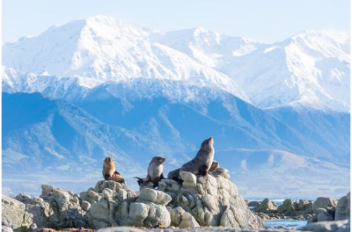 kaikoura-new-zealand-seal-landscape-snow-capped-mountain