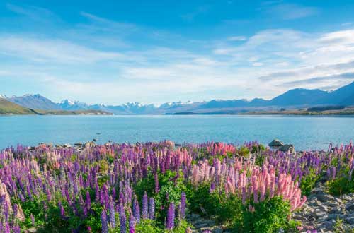 lake-tekapo-new-zealand-500