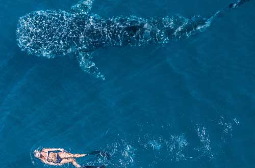 western-australia-ningaloo-whale-shark-swimming