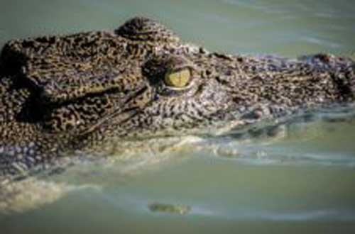 Kimberley-Ultimate-Cruise-roe-river-crocodile