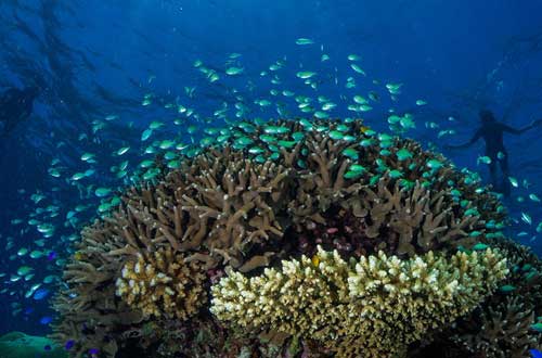 rowley-shoals-swimming-western-australia-true-north