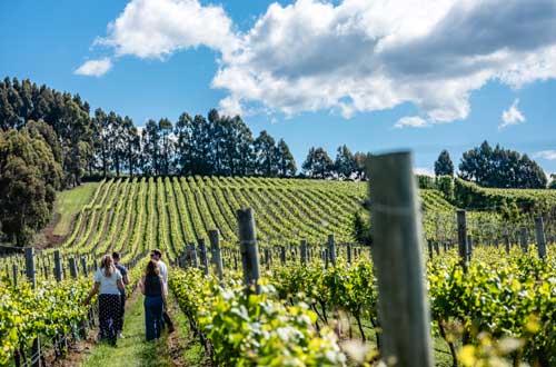 tasmania-cruise-josefy-chromy-winery-walking-vineyard