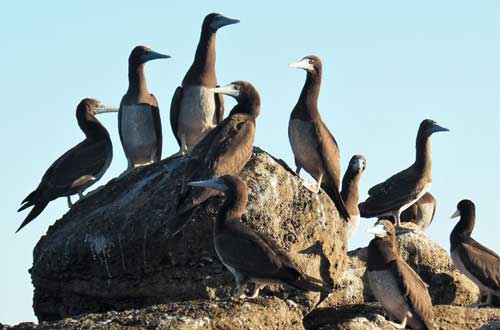 kimberley-western-australia-Lacepede-Islands-birds-on-rock