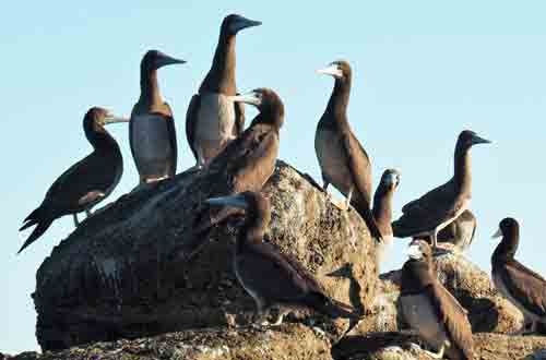 kimberley-western-australia-Lacepede-Islands-birds-on-rock