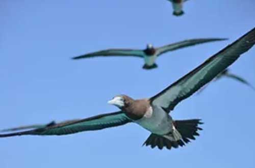 kimberley-western-australia-adele-islands-birdlife