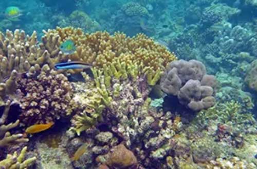 kimberley-western-australia-scott-reef